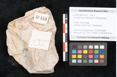 Foto (Detailansicht) von Cinnamomum intermedium Ettingshausen (NHMW-GEO-2024-0188-10153)